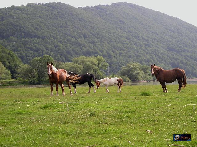 cavalli al pascolo.JPG